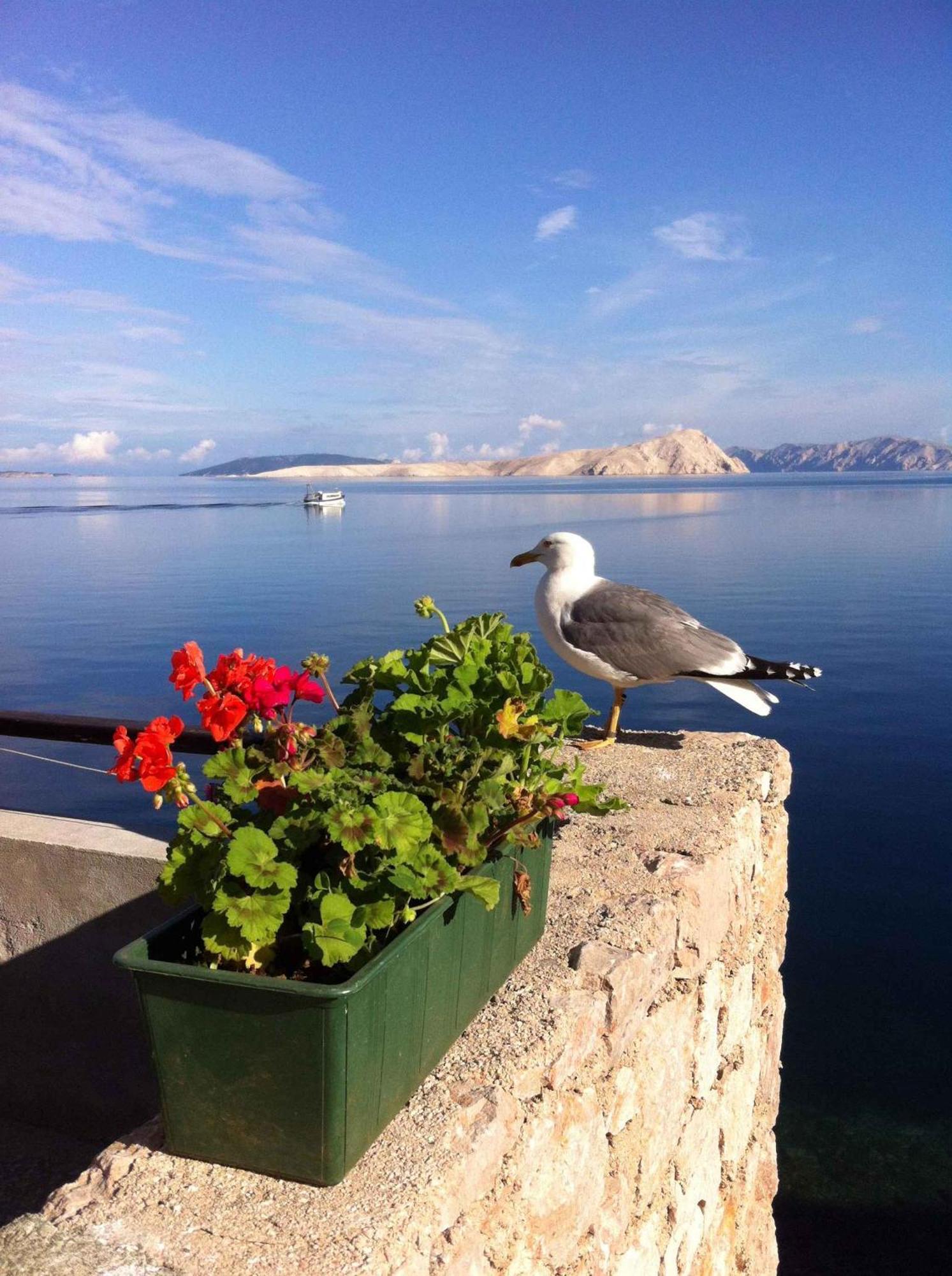 Apartment Starigrad/Senj 1 ภายนอก รูปภาพ